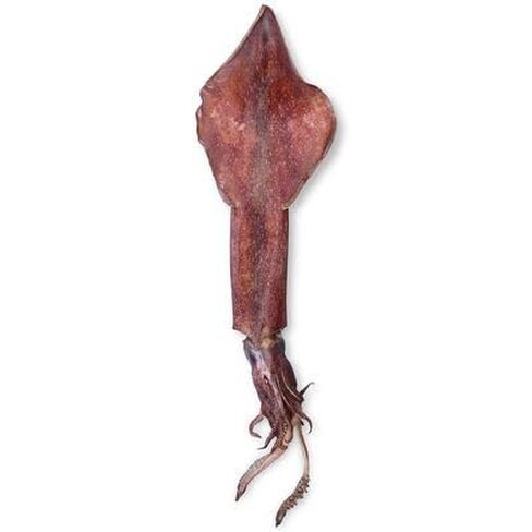 Carolina Preserved Squid, Plain Injection, 12"+ – Cephalopod Specimen for Dissection | Lifelike Texture & Detail | Ideal for General to Advanced Anatomy Studies in Kuwait