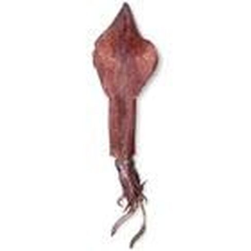 Carolina Preserved Squid, Plain Injection, 12"+ – Cephalopod Specimen for Dissection | Lifelike Texture & Detail | Ideal for General to Advanced Anatomy Studies in Kuwait