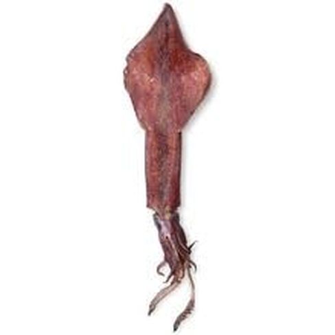 Carolina Preserved Squid, Plain Injection, 12"+ – Cephalopod Specimen for Dissection | Lifelike Texture & Detail | Ideal for General to Advanced Anatomy Studies in Kuwait