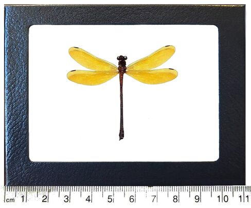 BicBugs Euphaea Lara Yellow Dragonfly damselfly Indonesia مؤطرة in Kuwait