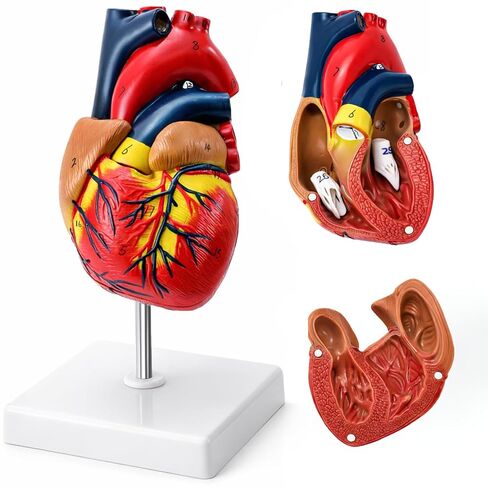 ZENFUN Life Size Human Heart Model, Heart Anatomy Model with 2-Part Magnetic Design with 30 Clearly Labeled Internal Structures, Mounted Display Base for Classroom & Cardiology Study, Educational Use in Kuwait