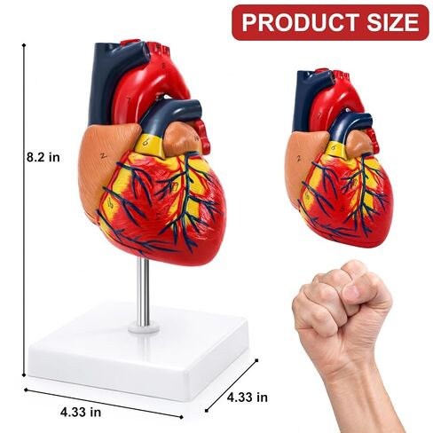 ZENFUN Life Size Human Heart Model, Heart Anatomy Model with 2-Part Magnetic Design with 30 Clearly Labeled Internal Structures, Mounted Display Base for Classroom & Cardiology Study, Educational Use in Kuwait