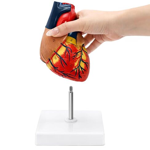 ZENFUN Life Size Human Heart Model, Heart Anatomy Model with 2-Part Magnetic Design with 30 Clearly Labeled Internal Structures, Mounted Display Base for Classroom & Cardiology Study, Educational Use in Kuwait