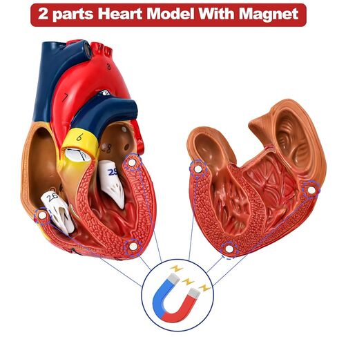 ZENFUN Life Size Human Heart Model, Heart Anatomy Model with 2-Part Magnetic Design with 30 Clearly Labeled Internal Structures, Mounted Display Base for Classroom & Cardiology Study, Educational Use in Kuwait