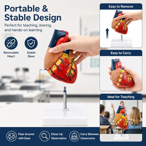 ZENFUN Life Size Human Heart Model, Heart Anatomy Model with 2-Part Magnetic Design with 30 Clearly Labeled Internal Structures, Mounted Display Base for Classroom & Cardiology Study, Educational Use in Kuwait