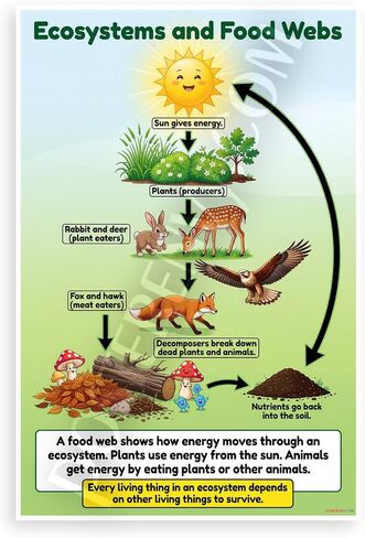 Ecosystems and Food Webs Educational Science Diagram 12x18 US Made Poster in Saudi Arabia