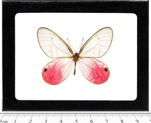 BicBugs Cithaerias merolina ذكر وردي Clearwing الفراشة بيرو مؤطرة in Kuwait