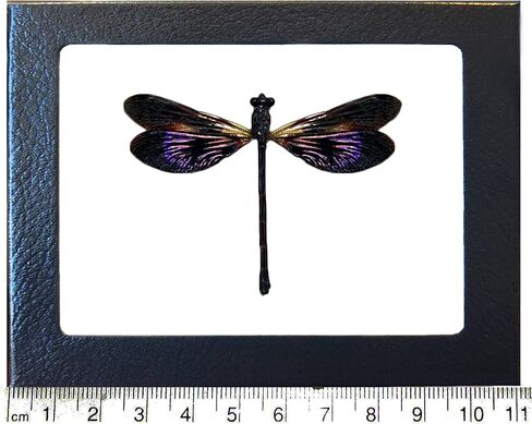BicBugs Euphaea variegata VERSO الأرجواني اليعسوب damselfly إندونيسيا مؤطرة in Kuwait