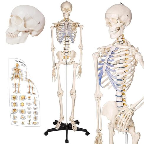 Life Size Human Skeleton Model for Anatomy- 70.8" 180cm Medical with Nerve Roots with Rolling Stand for Medical Study and Display in Kuwait