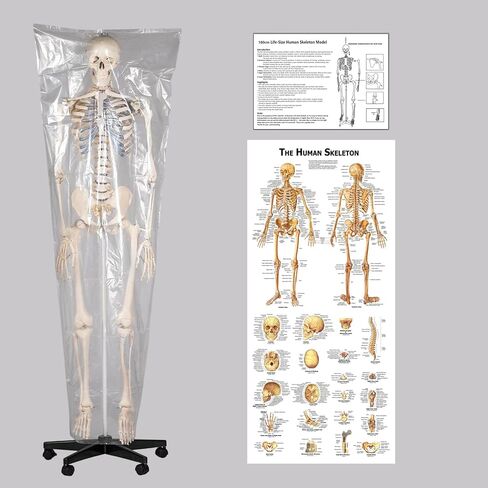 Life Size Human Skeleton Model for Anatomy- 70.8" 180cm Medical with Nerve Roots with Rolling Stand for Medical Study and Display in Kuwait
