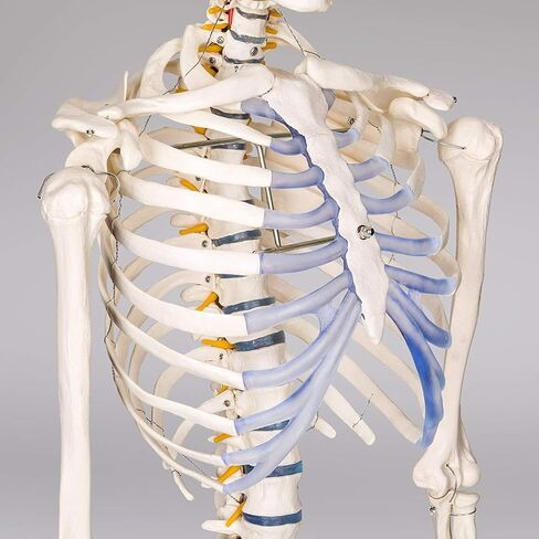 Life Size Human Skeleton Model for Anatomy- 70.8" 180cm Medical with Nerve Roots with Rolling Stand for Medical Study and Display in Kuwait