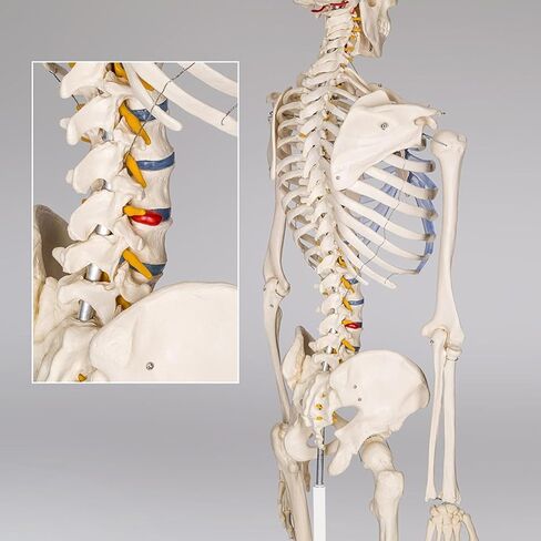 Life Size Human Skeleton Model for Anatomy- 70.8" 180cm Medical with Nerve Roots with Rolling Stand for Medical Study and Display in Kuwait