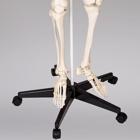 Life Size Human Skeleton Model for Anatomy- 70.8" 180cm Medical with Nerve Roots with Rolling Stand for Medical Study and Display in Kuwait