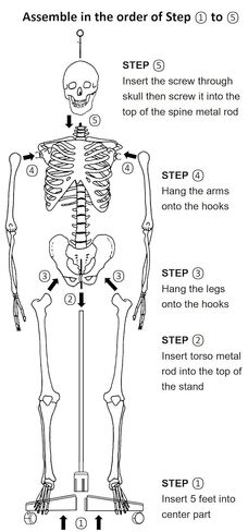 Life Size Human Skeleton Model for Anatomy- 70.8" 180cm Medical with Nerve Roots with Rolling Stand for Medical Study and Display in Kuwait