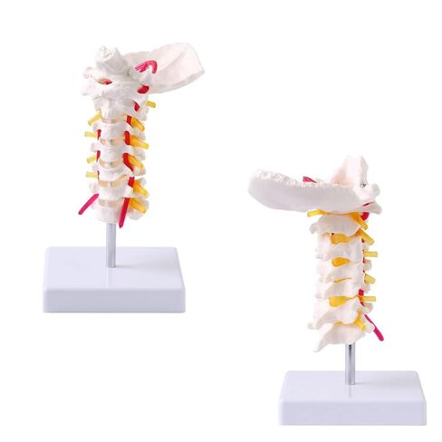 Japard Cervical Spine Model with Cervical Vertebrae, Cervical Nerves, Vertebral Arteries & Occipital Plate for Medical Education, Life Size Human Cervical Spine Model for Anatomy in Kuwait