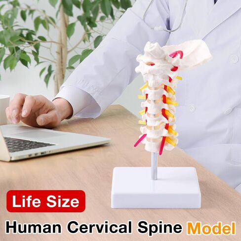 Japard Cervical Spine Model with Cervical Vertebrae, Cervical Nerves, Vertebral Arteries & Occipital Plate for Medical Education, Life Size Human Cervical Spine Model for Anatomy in Kuwait