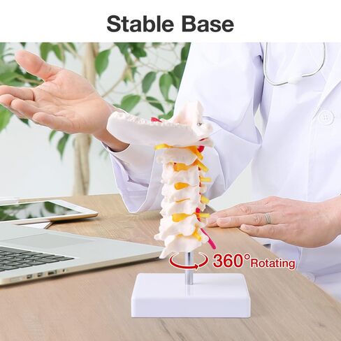 Japard Cervical Spine Model with Cervical Vertebrae, Cervical Nerves, Vertebral Arteries & Occipital Plate for Medical Education, Life Size Human Cervical Spine Model for Anatomy in Kuwait