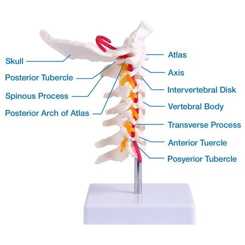 Japard Cervical Spine Model with Cervical Vertebrae, Cervical Nerves, Vertebral Arteries & Occipital Plate for Medical Education, Life Size Human Cervical Spine Model for Anatomy in Kuwait
