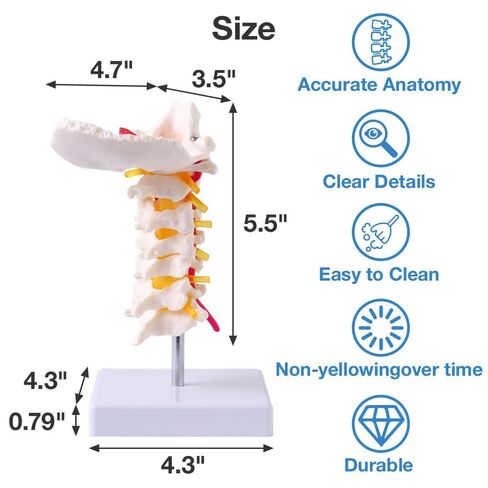Japard Cervical Spine Model with Cervical Vertebrae, Cervical Nerves, Vertebral Arteries & Occipital Plate for Medical Education, Life Size Human Cervical Spine Model for Anatomy in Kuwait