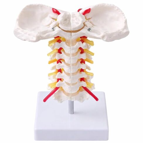 Japard Cervical Spine Model with Cervical Vertebrae, Cervical Nerves, Vertebral Arteries & Occipital Plate for Medical Education, Life Size Human Cervical Spine Model for Anatomy in Kuwait
