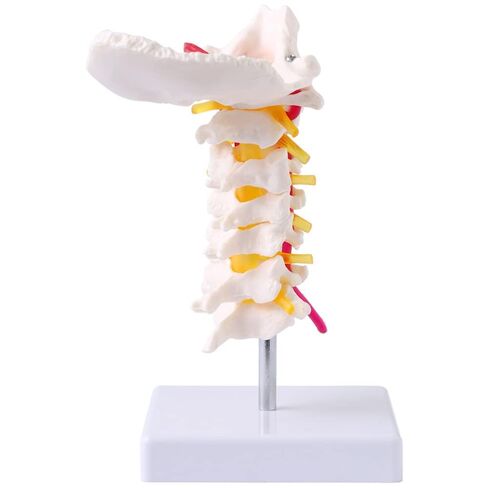 Japard Cervical Spine Model with Cervical Vertebrae, Cervical Nerves, Vertebral Arteries & Occipital Plate for Medical Education, Life Size Human Cervical Spine Model for Anatomy in Kuwait