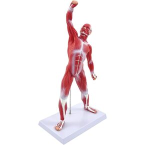 qzzXoq Human Muscle Anatomy Model, 20in Mini Muscular Anatomical Model Full Color Body Muscles System Models Human Anatomy Figure for Medical Education and Training in Saudi Arabia