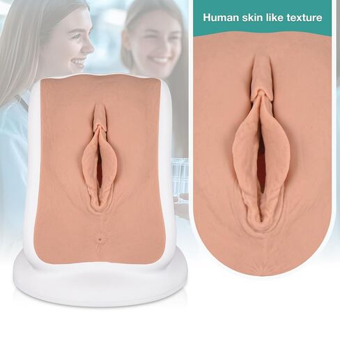 Pelvic Health Model, Gynecological Examination Vulva Anatomical Model for Demonstration, Vaginal Training Model for Science Education in Kuwait