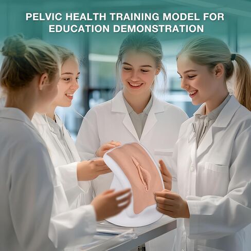 Pelvic Health Model, Gynecological Examination Vulva Anatomical Model for Demonstration, Vaginal Training Model for Science Education in Kuwait
