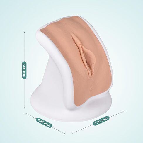 Pelvic Health Model, Gynecological Examination Vulva Anatomical Model for Demonstration, Vaginal Training Model for Science Education in Kuwait