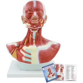 qzzXoq Head and Neck Chest Muscle Anatomical Model, Human Face Vascular Nerve Anatomy Model Muscular Facial Surgery with Manual for Medical Education and Training in Saudi Arabia