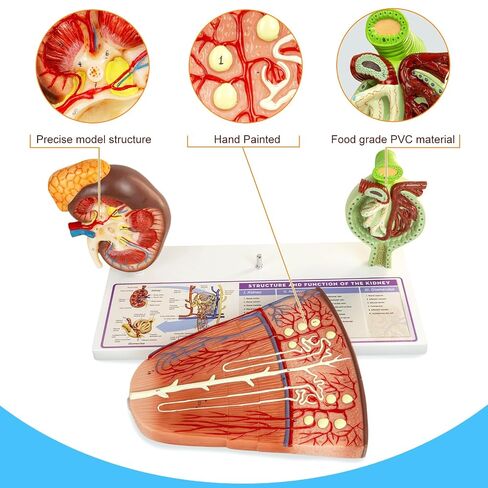 نموذج الكلى، نموذج نفرون الكلى البشري والكبيبة، نموذج تشريح الكلى للتعليم الطبي بمساعدة التشريح مناسب لطلاب التشريح وأطباء المسالك البولية واستشارة المرضى in Kuwait