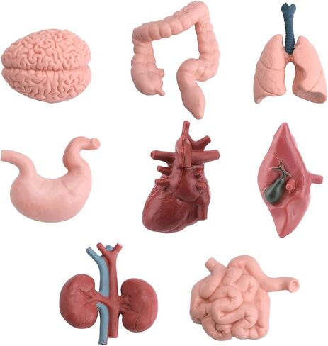 16PCS Mini Human Body Model,Miniatures Body Parts Anatomy Sets,3D Model Study Tools Kit for Anatomy Physiology Study Tools for Learning(2pcs per Model) in Kuwait