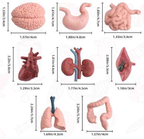 16PCS Mini Human Body Model,Miniatures Body Parts Anatomy Sets,3D Model Study Tools Kit for Anatomy Physiology Study Tools for Learning(2pcs per Model) in Kuwait