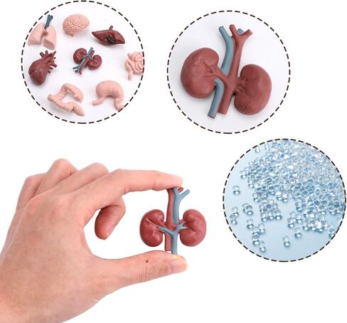 16PCS Mini Human Body Model,Miniatures Body Parts Anatomy Sets,3D Model Study Tools Kit for Anatomy Physiology Study Tools for Learning(2pcs per Model) in Kuwait