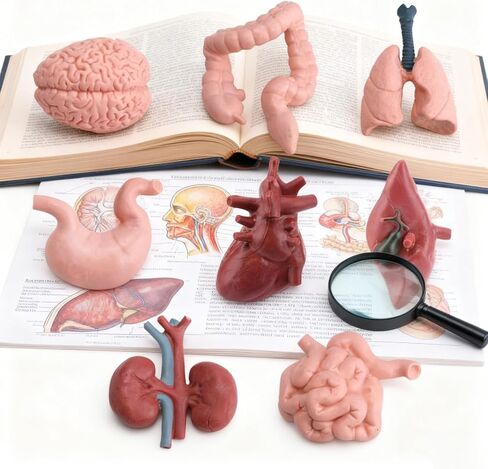 16PCS Mini Human Body Model,Miniatures Body Parts Anatomy Sets,3D Model Study Tools Kit for Anatomy Physiology Study Tools for Learning(2pcs per Model) in Kuwait