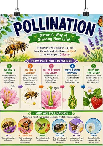 Pollination Educational Chart Poster Bee & Flower Science Wall Art in Kuwait