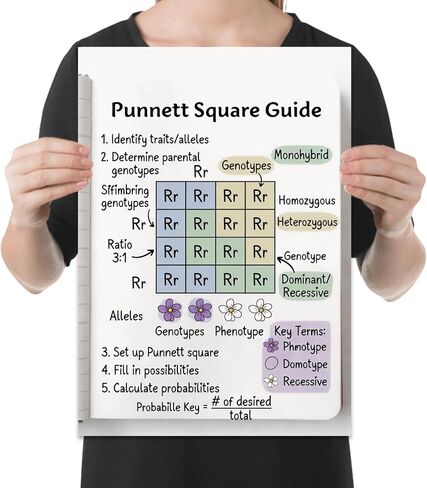 ملصق دفتر الملاحظات الخاص بمختبر علم الأحياء المنزلي - دليل Punnett Square - 13x19 in Kuwait