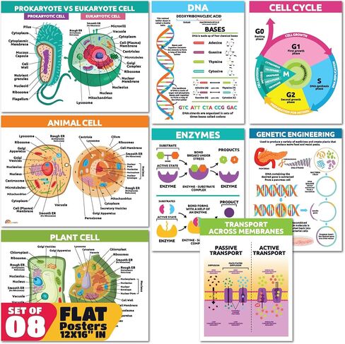 Sproutbrite 8 Pack 12" x 16" Educational Plant Cells & Human Body Science Posters for Classroom Biology & Life Science Charts and Wall Decor for Pre, Elementary, Middle & Homeschool - Covers Essential Biology and Life Science Concepts for Students in Kuwait