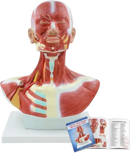 qzzXoq Head and Neck Chest Muscle Anatomical Model, Human Face Vascular Nerve Anatomy Model Muscular Facial Surgery with Manual for Medical Education and Training in Kuwait