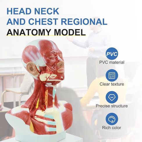 qzzXoq Head and Neck Chest Muscle Anatomical Model, Human Face Vascular Nerve Anatomy Model Muscular Facial Surgery with Manual for Medical Education and Training in Kuwait