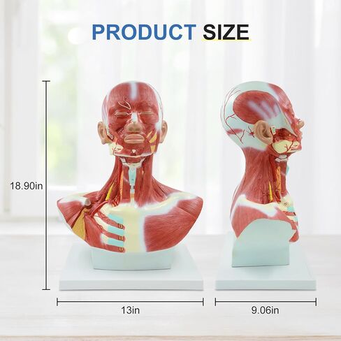 qzzXoq Head and Neck Chest Muscle Anatomical Model, Human Face Vascular Nerve Anatomy Model Muscular Facial Surgery with Manual for Medical Education and Training in Kuwait