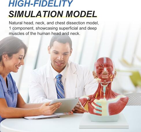 qzzXoq Head and Neck Chest Muscle Anatomical Model, Human Face Vascular Nerve Anatomy Model Muscular Facial Surgery with Manual for Medical Education and Training in Kuwait