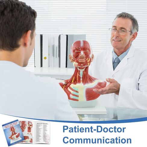 qzzXoq Head and Neck Chest Muscle Anatomical Model, Human Face Vascular Nerve Anatomy Model Muscular Facial Surgery with Manual for Medical Education and Training in Kuwait