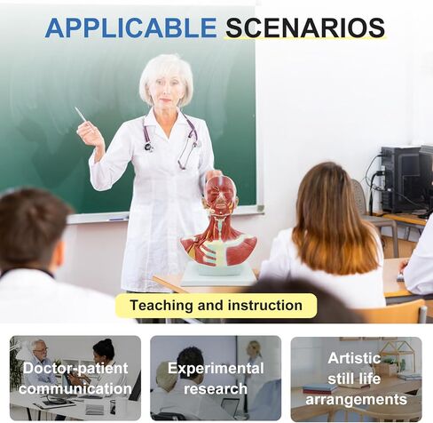 qzzXoq Head and Neck Chest Muscle Anatomical Model, Human Face Vascular Nerve Anatomy Model Muscular Facial Surgery with Manual for Medical Education and Training in Kuwait