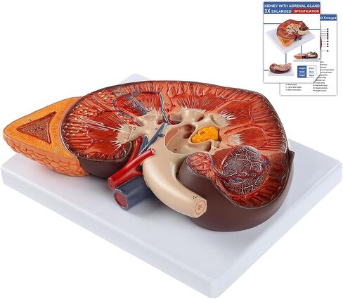 qzzXoq 3X Enlarged Kidney Model - PVC Human Kidney Anatomy Models Biology Demonstration Includes Anatomy of Adrenal Gland and Nephrons for Doctor's Offices, Medical Learning Resources in Kuwait