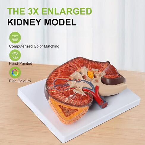 qzzXoq 3X Enlarged Kidney Model - PVC Human Kidney Anatomy Models Biology Demonstration Includes Anatomy of Adrenal Gland and Nephrons for Doctor's Offices, Medical Learning Resources in Kuwait