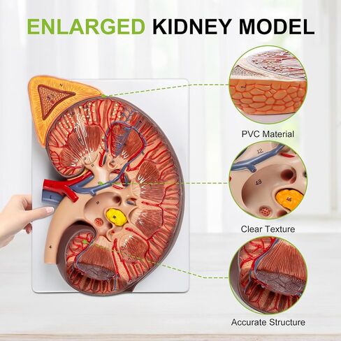 qzzXoq 3X Enlarged Kidney Model - PVC Human Kidney Anatomy Models Biology Demonstration Includes Anatomy of Adrenal Gland and Nephrons for Doctor's Offices, Medical Learning Resources in Kuwait