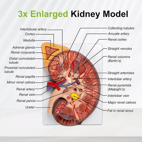 qzzXoq 3X Enlarged Kidney Model - PVC Human Kidney Anatomy Models Biology Demonstration Includes Anatomy of Adrenal Gland and Nephrons for Doctor's Offices, Medical Learning Resources in Kuwait