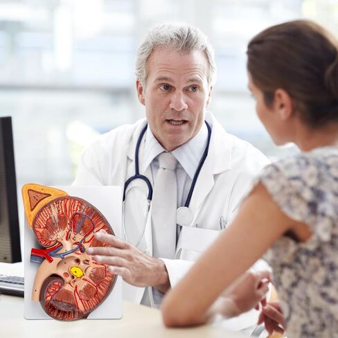 qzzXoq 3X Enlarged Kidney Model - PVC Human Kidney Anatomy Models Biology Demonstration Includes Anatomy of Adrenal Gland and Nephrons for Doctor's Offices, Medical Learning Resources in Kuwait