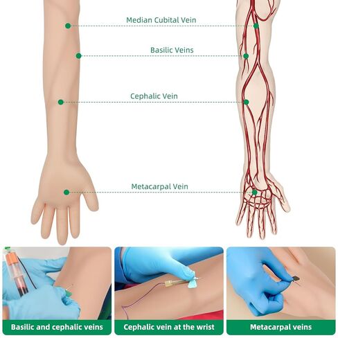 Phlebotomy Practice Kit 31PCS for Injection Training, IV Practice Kit for Nurse with Phlebotomy Arm, Venipuncture and Blood Draw Practice Kit for Medical Students, Education Training Only in Kuwait